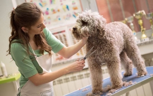The Ultimate Guide: Learn How to Groom Your Dog 